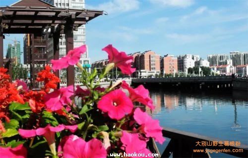 四平有什么特产