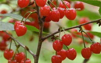 泰安有什么特产可以带?