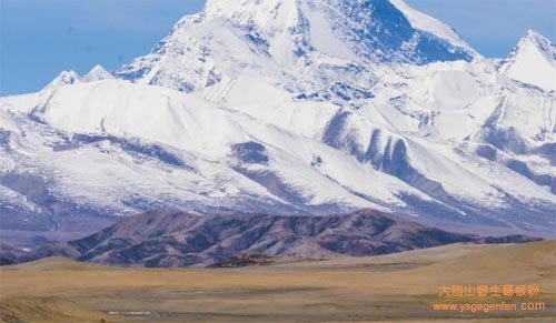 西藏的特产有哪些