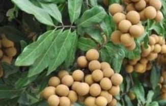 福建泉州特产有哪些