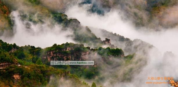 保定有什么特产？