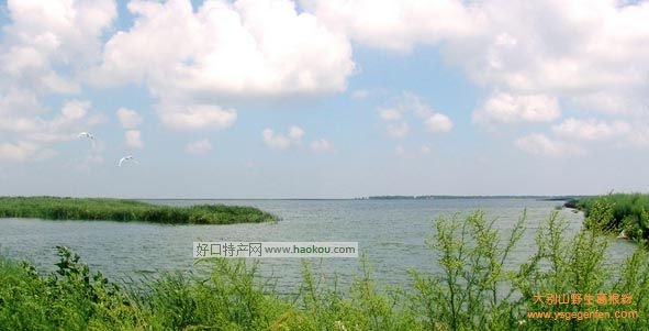 盐城有什么特产？