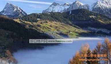 定西有什么特产?