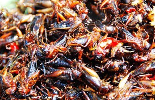 柬埔寨过境签油炸蟑螂成美味