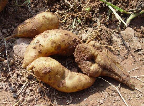 雪莲果的作用与功效，雪莲果的正确吃法