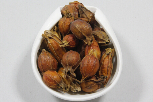 栀子的功效与作用,栀子花可以泡茶喝吗