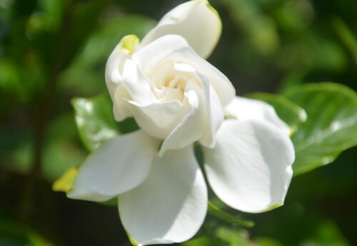 栀子的功效与作用,栀子花可以泡茶喝吗