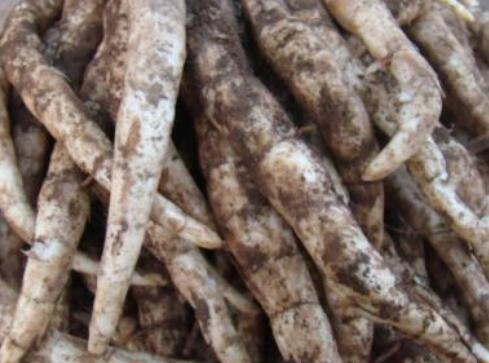 地笋的功效及食用