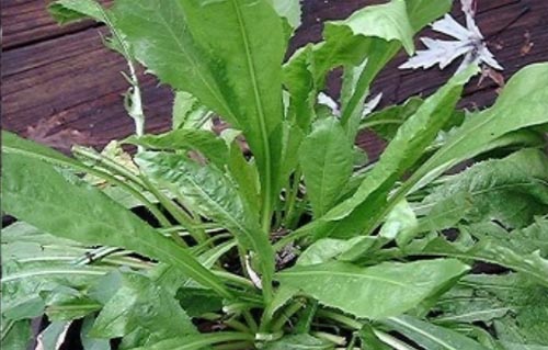 菊苣的功效与作用