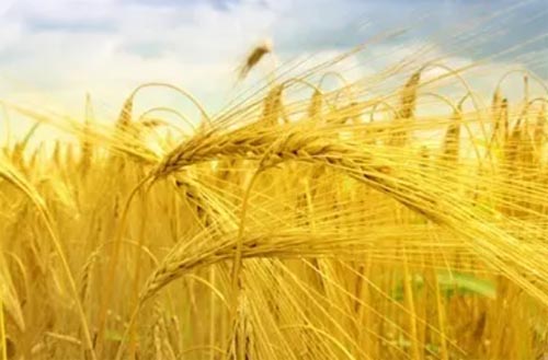 大麦的营养功效与食用方法