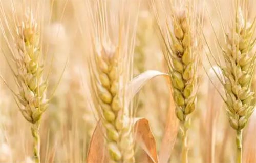 小麦的营养功效及食用方法