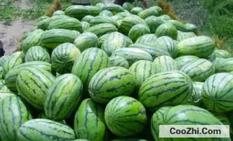 <b>新疆的西瓜很甜吗</b>