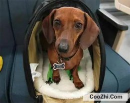 狗狗可以坐飞机吗