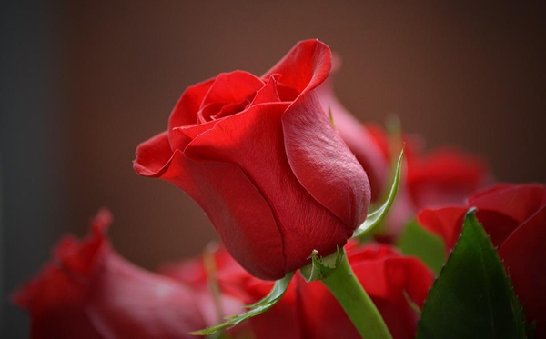 玫瑰花的花语大全,玫瑰花语每朵代表什么意思