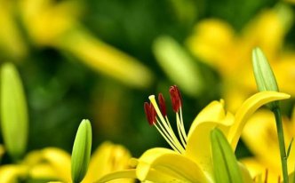 百合花的花语和寓意_百合花代表什么