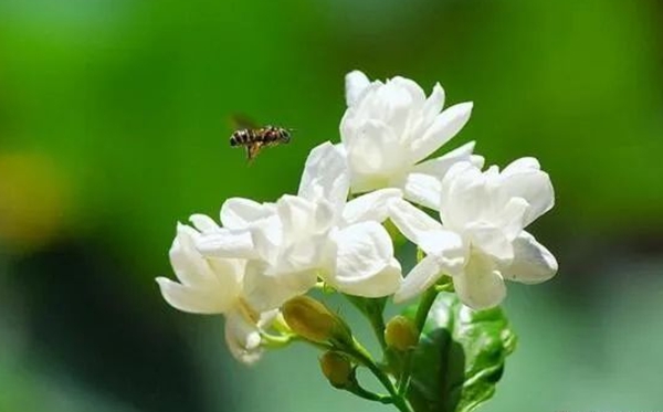 茉莉花花语,茉莉花的寓意和象征是什么