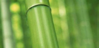 竹子的寓意和象征_竹子代表的品质和精神是什么？