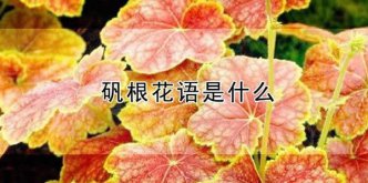 矾根的花语_矾根的寓意和象征是什么