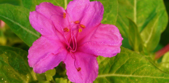 紫茉莉的花语_紫茉莉的寓意和象征是什么