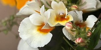 龙面花的花语_龙面花的寓意和象征是什么？