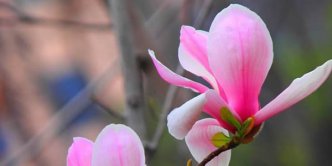 玉兰花的花语_玉兰花的寓意和象征是什么？