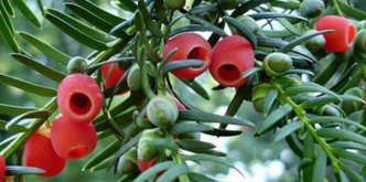 红豆杉的花语_红豆杉的寓意和象征是什么？