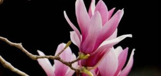 紫玉兰的花语_紫玉兰的寓意和象征是什么？