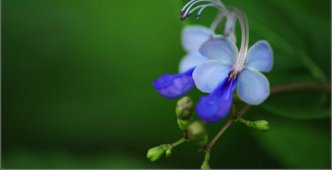 蓝蝴蝶的花语和寓意_蓝蝴蝶代表的含义是什么？