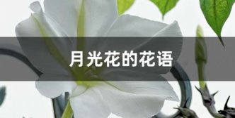 月光花的花语和寓意_月光花代表的含义和象征是什么？