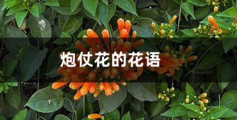 炮仗花的花语和寓意_炮仗花代表的含义是什么？